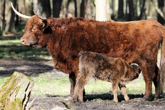 Schottisches Hochlandrind Wildpark Alte Fasanerie Klein Auheim 2015 