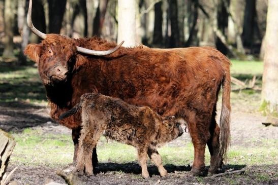 Schottisches Hochlandrind Wildpark Alte Fasanerie Klein Auheim 2015