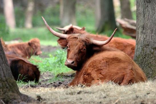 Schottisches Hochlandrind Wildpark Alte Fasanerie Klein Auheim 2015 