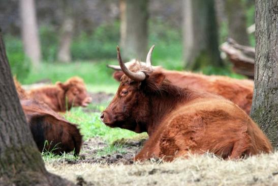 Schottisches Hochlandrind Wildpark Alte Fasanerie Klein Auheim 2015