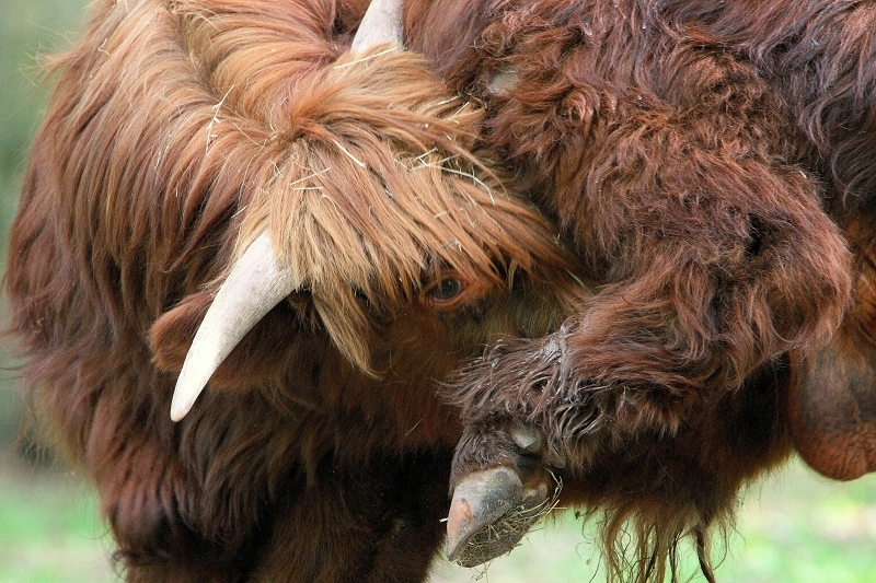 Schottisches Hochlandrind Wildpark Alte Fasanerie Klein Auheim 2015 