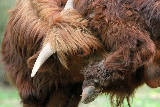 Schottisches Hochlandrind Wildpark Alte Fasanerie Klein Auheim 2015 