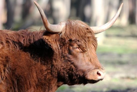 Schottisches Hochlandrind Wildpark Alte Fasanerie Klein Auheim 2015 