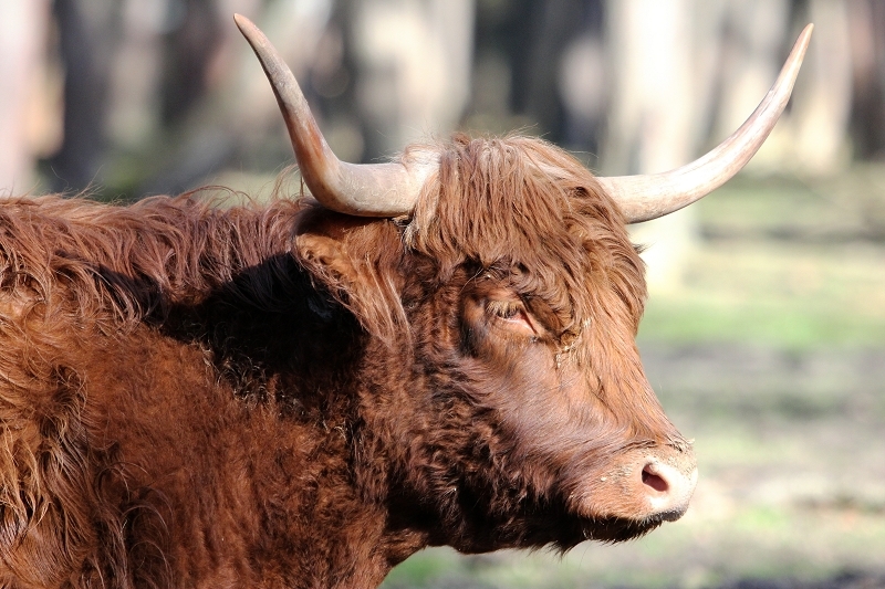 Schottisches Hochlandrind Wildpark Alte Fasanerie Klein Auheim 2015 