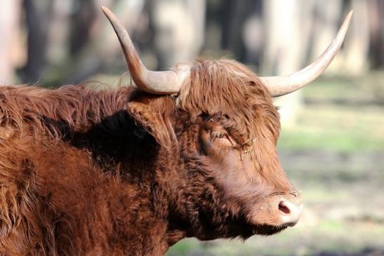 Schottisches Hochlandrind Wildpark Alte Fasanerie Klein Auheim 2015 