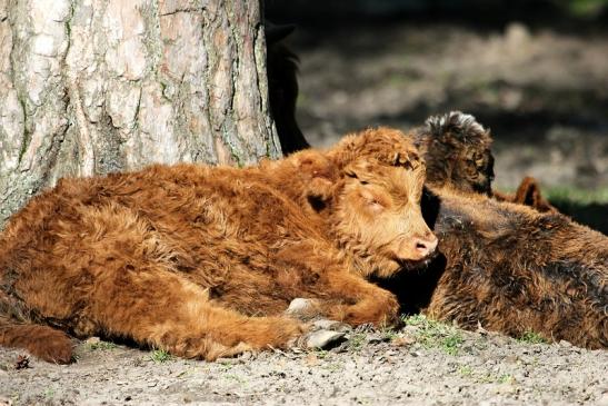 Schottisches Hochlandrind Wildpark Alte Fasanerie Klein Auheim 2015