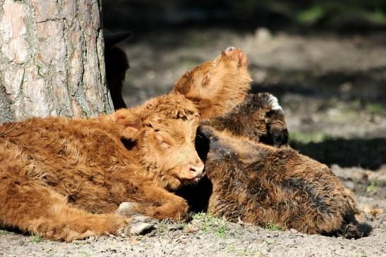 Schottisches Hochlandrind Wildpark Alte Fasanerie Klein Auheim 2015