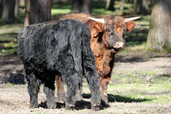 Schottisches Hochlandrind Wildpark Alte Fasanerie Klein Auheim 2015