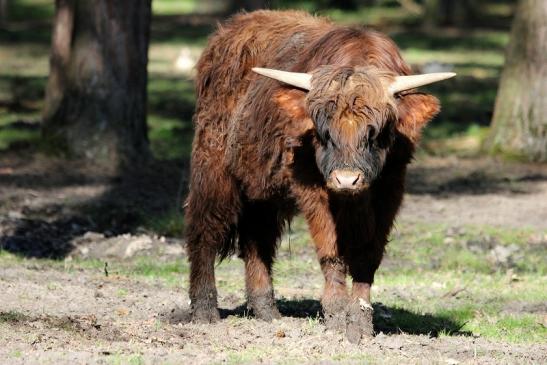 Schottisches Hochlandrind Wildpark Alte Fasanerie Klein Auheim 2015 