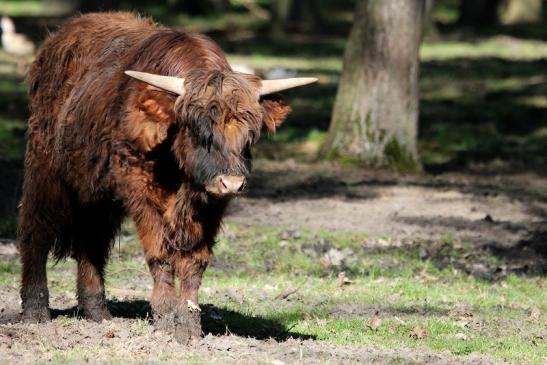 Schottisches Hochlandrind Wildpark Alte Fasanerie Klein Auheim 2015 