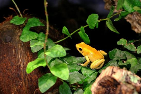 Schrecklicher Pfeilgiftfrosch Zoo Vivarium Darmstadt 2014