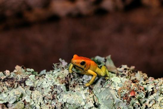 Schrecklicher Pfeilgiftfrosch Zoo Vivarium Darmstadt 2014