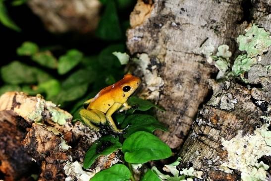 Schrecklicher Pfeilgiftfrosch Zoo Vivarium Darmstadt 2014