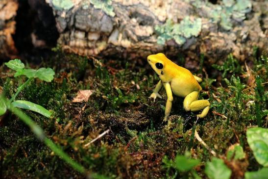 Schrecklicher Pfeilgiftfrosch Zoo Vivarium Darmstadt 2014