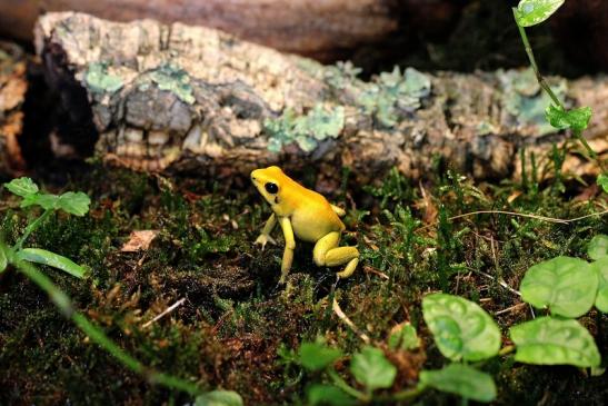 Schrecklicher Pfeilgiftfrosch Zoo Vivarium Darmstadt 2014