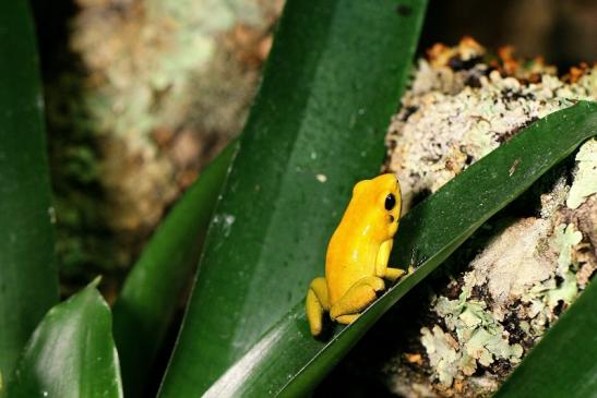 Schrecklicher Pfeilgiftfrosch Zoo Vivarium Darmstadt 2014