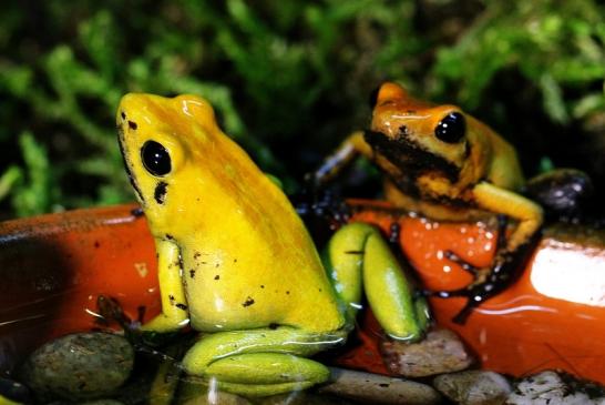 Schrecklicher Pfeilgiftfrosch Zoo Vivarium Darmstadt 2017