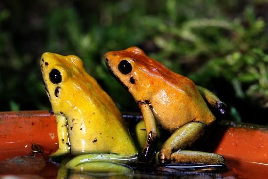 Schrecklicher Pfeilgiftfrosch Zoo Vivarium Darmstadt 2017