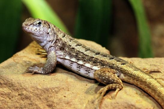 Schreibers Glattkopfleguan Zoo Vivarium Darmstadt 2014