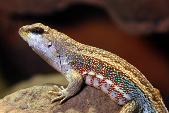 Schreibers Glattkopfleguan Zoo Vivarium Darmstadt 2014