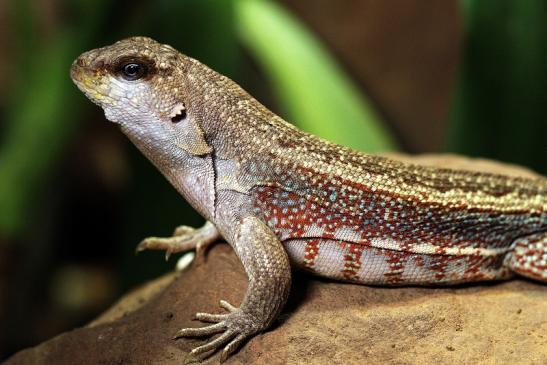 Schreibers Glattkopfleguan Zoo Vivarium Darmstadt 2014