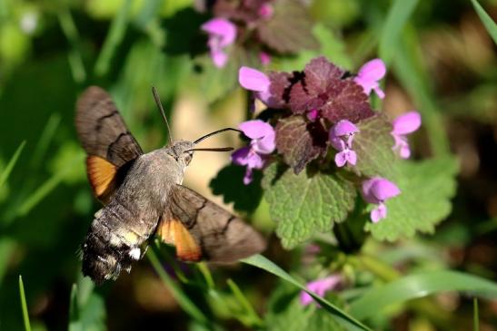 Taubenschwänzchen - Wildpark Alte Fasanerie Klein Auheim 2019