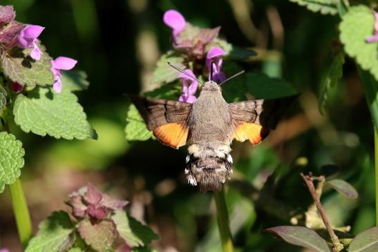 Taubenschwänzchen - Wildpark Alte Fasanerie Klein Auheim 2019