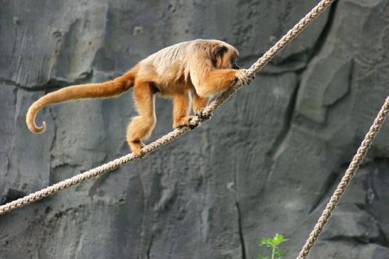 Schwarzer Brüllaffe Zoo Frankfurt am Main 2014