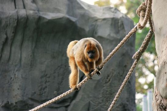 Schwarzer Brüllaffe Zoo Frankfurt am Main 2014