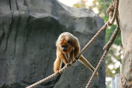 Schwarzer Brüllaffe Zoo Frankfurt am Main 2014