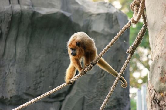 Schwarzer Brüllaffe Zoo Frankfurt am Main 2014