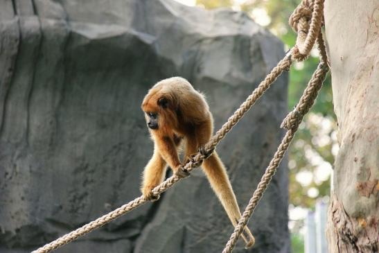 Schwarzer Brüllaffe Zoo Frankfurt am Main 2014