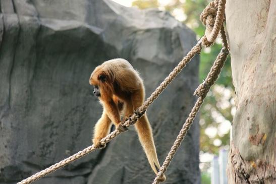 Schwarzer Brüllaffe Zoo Frankfurt am Main 2014