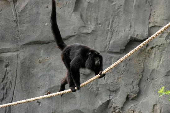 Schwarzer Brüllaffe Zoo Frankfurt am Main 2014