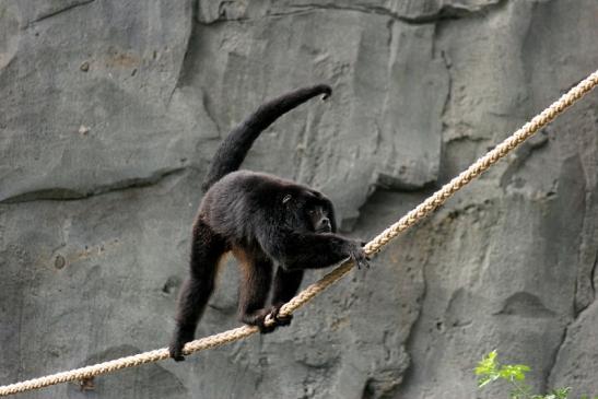 Schwarzer Brüllaffe Zoo Frankfurt am Main 2014