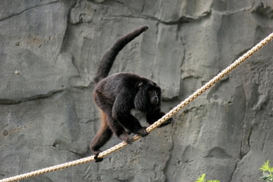 Schwarzer Brüllaffe Zoo Frankfurt am Main 2014