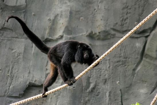 Schwarzer Brüllaffe Zoo Frankfurt am Main 2014