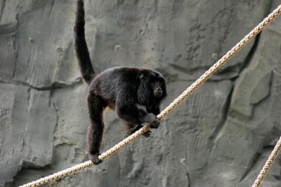 Schwarzer Brüllaffe Zoo Frankfurt am Main 2014