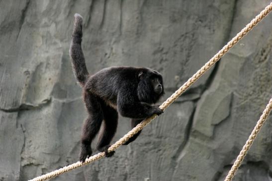 Schwarzer Brüllaffe Zoo Frankfurt am Main 2014