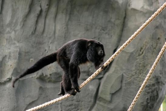 Schwarzer Brüllaffe Zoo Frankfurt am Main 2014