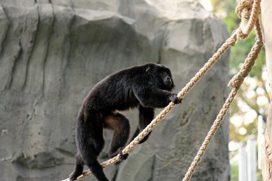 Schwarzer Brüllaffe Zoo Frankfurt am Main 2014