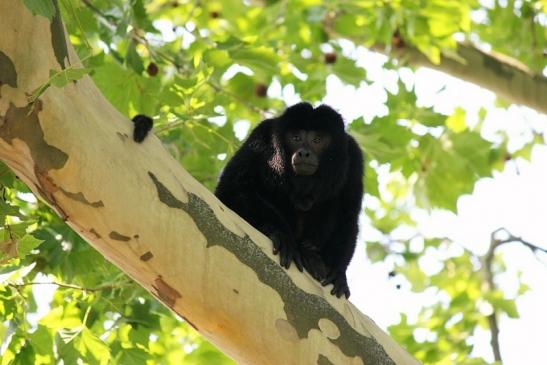 Schwarzer Brüllaffe Zoo Frankfurt am Main 2014