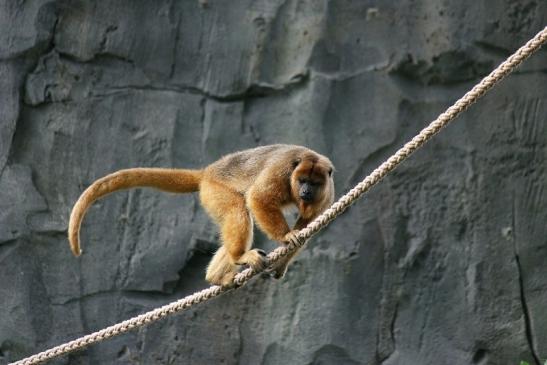 Schwarzer Brüllaffe Zoo Frankfurt am Main 2014