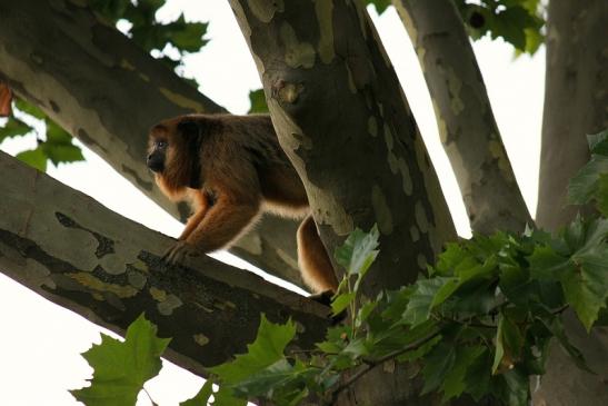 Schwarzer Brüllaffe Zoo Frankfurt am Main 2014