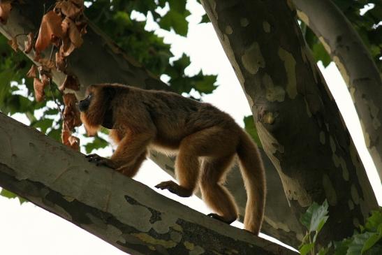 Schwarzer Brüllaffe Zoo Frankfurt am Main 2014