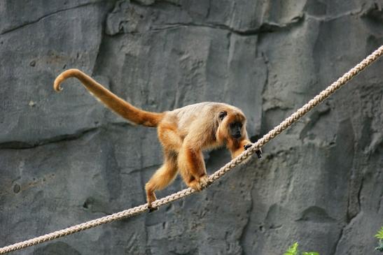 Schwarzer Brüllaffe Zoo Frankfurt am Main 2014