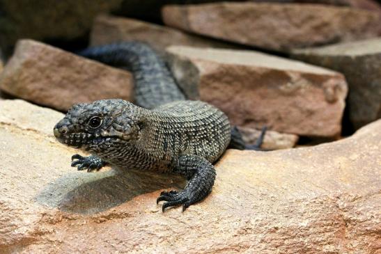 Schwarzer Stachelleguan Zoo Vivarium Darmstadt 2017