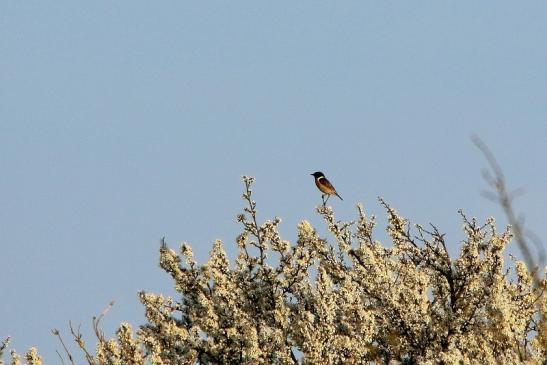 Schwarzkehlchen Bingenheimer Ried Wetterau 2016