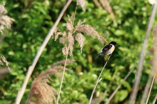 Schwarzkehlchen Männchen Patershäuser Wiesen und Wälder Heusenstamm 2016