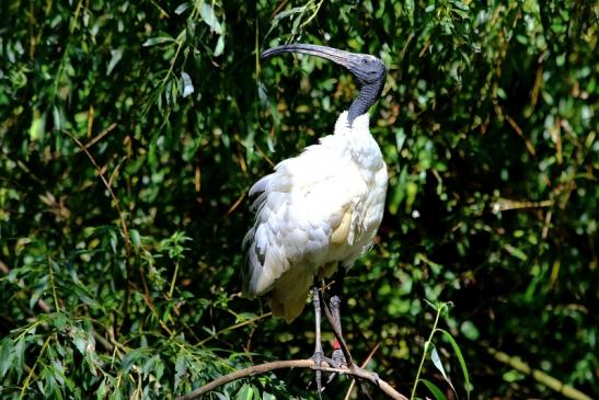 Schwarzkopfsichler/Ibis Opel Zoo Kronberg 2016